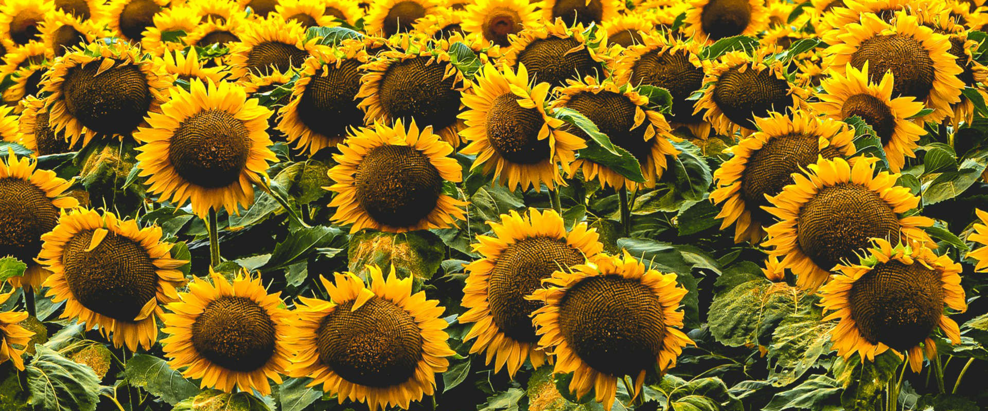 Physische Erkrankungen